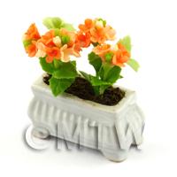 Orange Miniature Verbenas in a White Flower Pot