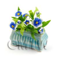 Miniature Blue and White Flowers in a Pot 