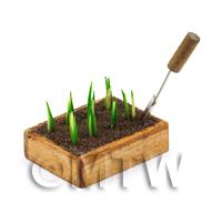 Miniature Garden Wooden Crate With Growing White Onions 
