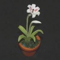 Dolls House Miniature Potted White lily