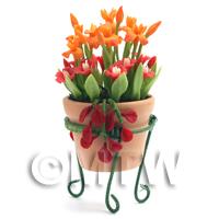 Miniature Orange   Red Flowers In A Standing Pot 