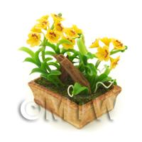 Dolls House Miniature Dark Yellow Dendrobium Orchid Display