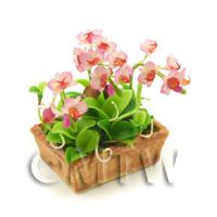 Dolls House Miniature Pink Cymbidium Orchid Display