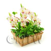 Dolls House Miniature White / Red Cattleya Orchid Display