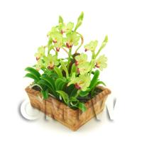 Dolls House Miniature Pale Green / Red Cattleya Orchid Display