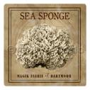 Album Photo sea-sponge-nc.jpg